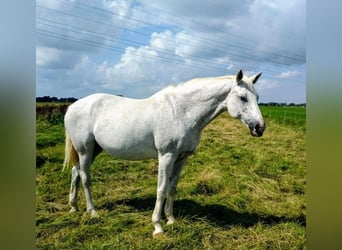 Holstein, Giumenta, 18 Anni, 166 cm, Grigio