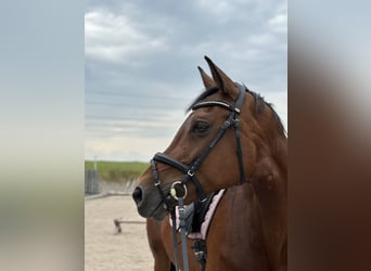 Holstein, Giumenta, 18 Anni, 168 cm, Baio