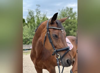 Holstein, Giumenta, 18 Anni, 168 cm, Baio