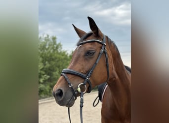 Holstein, Giumenta, 18 Anni, 168 cm, Baio