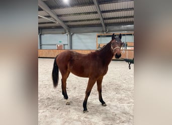 Holstein, Giumenta, 18 Anni, 172 cm, Baio