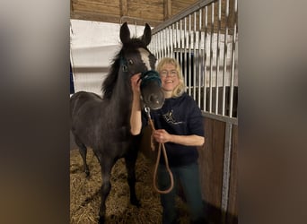 Holstein, Giumenta, 19 Anni, 163 cm, Baio