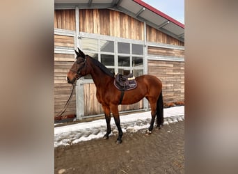 Holstein, Giumenta, 19 Anni, 167 cm, Baio scuro