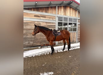 Holstein, Giumenta, 19 Anni, 167 cm, Baio scuro