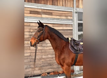 Holstein, Giumenta, 19 Anni, 167 cm, Baio scuro