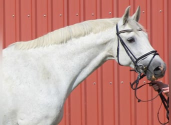 Holstein, Giumenta, 19 Anni, 170 cm, Grigio