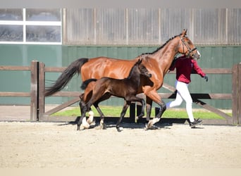 Holstein, Giumenta, 1 Anno, 168 cm, Grigio