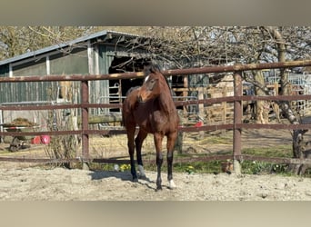 Holstein, Giumenta, 1 Anno, 170 cm, Baio