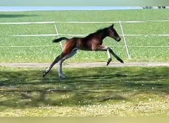 Holstein, Giumenta, 1 Anno, 172 cm, Baio