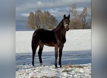 Holstein, Giumenta, 1 Anno, 172 cm, Baio