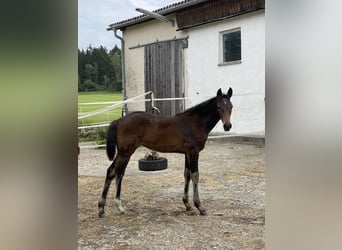 Holstein, Giumenta, 1 Anno, 172 cm, Baio