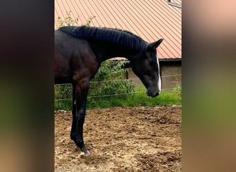 Holstein, Giumenta, 1 Anno, 173 cm, Può diventare grigio