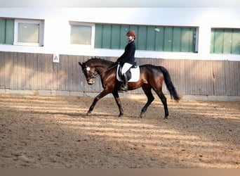 Holstein, Giumenta, 20 Anni, 162 cm
