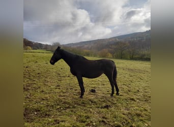 Holstein, Giumenta, 20 Anni, 166 cm, Baio scuro