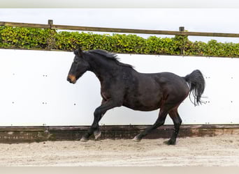 Holstein, Giumenta, 21 Anni, 163 cm, Baio scuro
