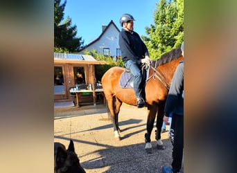 Holstein, Giumenta, 21 Anni, 170 cm, Baio