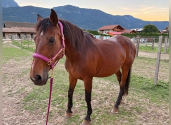 Holstein, Giumenta, 22 Anni, 165 cm, Baio