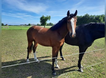 Holstein, Giumenta, 2 Anni, 165 cm, Baio