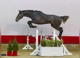 Holstein, Giumenta, 2 Anni, 166 cm, Grigio