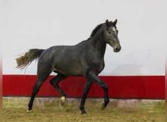 Holstein, Giumenta, 2 Anni, 166 cm, Grigio