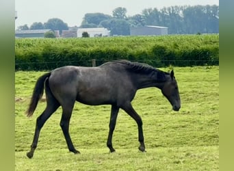 Holstein, Giumenta, 2 Anni, 167 cm, Leardo