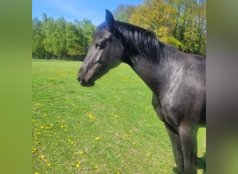 Holstein, Giumenta, 2 Anni, 168 cm, Morello