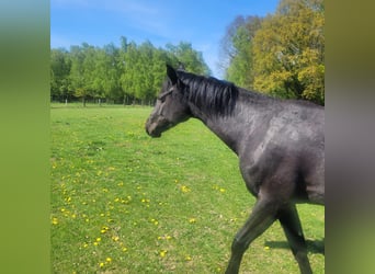 Holstein, Giumenta, 2 Anni, 168 cm, Morello