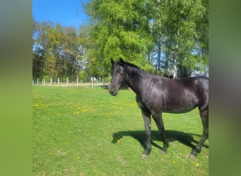Holstein, Giumenta, 2 Anni, 168 cm, Morello