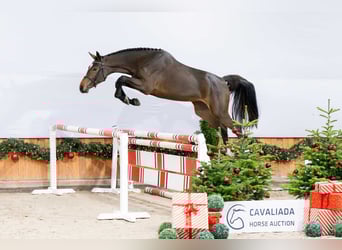 Holstein, Giumenta, 2 Anni, Baio scuro