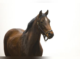 Holstein, Giumenta, 3 Anni, 154 cm, Baio