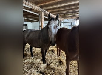 Holstein, Giumenta, 3 Anni, 154 cm, Grigio