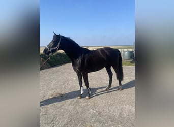 Holstein, Giumenta, 3 Anni, 160 cm, Baio nero