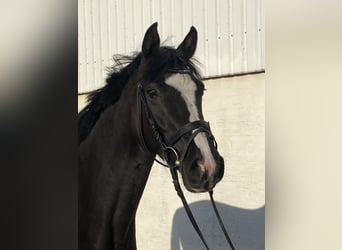 Holstein, Giumenta, 3 Anni, 160 cm, Baio nero