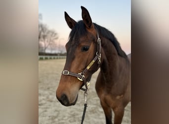 Holstein, Giumenta, 3 Anni, 162 cm, Baio