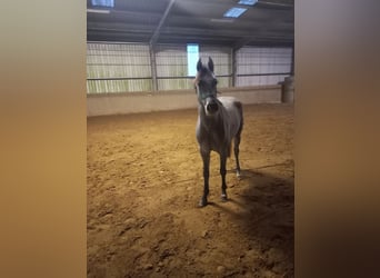 Holstein, Giumenta, 3 Anni, 162 cm, Grigio