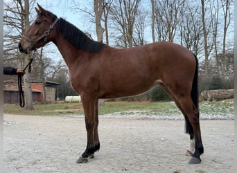 Holstein, Giumenta, 3 Anni, 164 cm, Baio chiaro