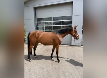 Holstein, Giumenta, 3 Anni, 165 cm, Baio