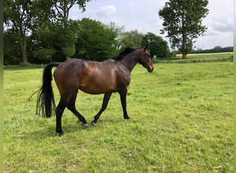 Holstein, Giumenta, 3 Anni, 165 cm, Baio nero