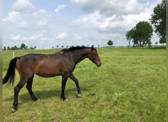 Holstein, Giumenta, 3 Anni, 165 cm, Baio nero