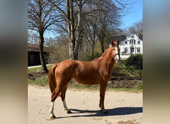 Holstein, Giumenta, 3 Anni, 165 cm, Sauro