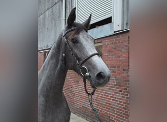 Holstein, Giumenta, 3 Anni, 166 cm, Grigio