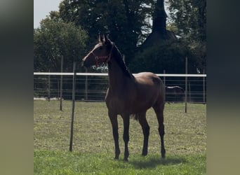 Holstein, Giumenta, 3 Anni, 167 cm, Baio
