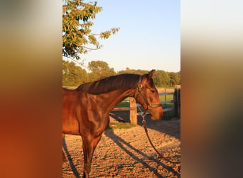 Holstein, Giumenta, 3 Anni, 169 cm, Baio nero