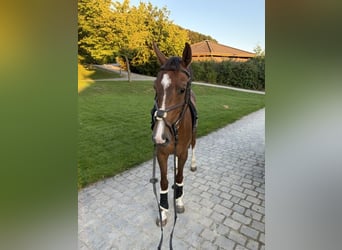 Holstein, Giumenta, 4 Anni, 155 cm, Sauro