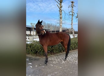 Holstein, Giumenta, 4 Anni, 160 cm, Baio