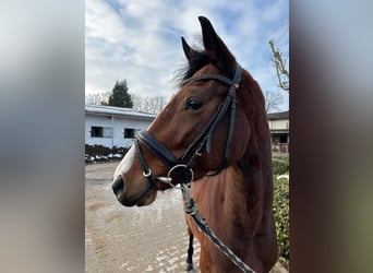 Holstein, Giumenta, 4 Anni, 160 cm, Baio