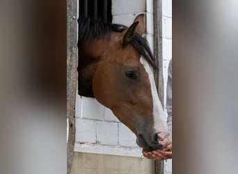 Holstein, Giumenta, 4 Anni, 162 cm, Baio
