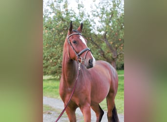 Holstein, Giumenta, 4 Anni, 163 cm, Baio