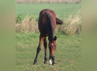 Holstein, Giumenta, 4 Anni, 163 cm, Baio