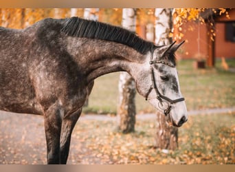 Holstein, Giumenta, 4 Anni, 163 cm, Grigio pezzato
